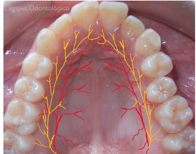 Zona de seguridad para la obtención del injerto de tejido blando en el paladar. Revisión bibliográfica.